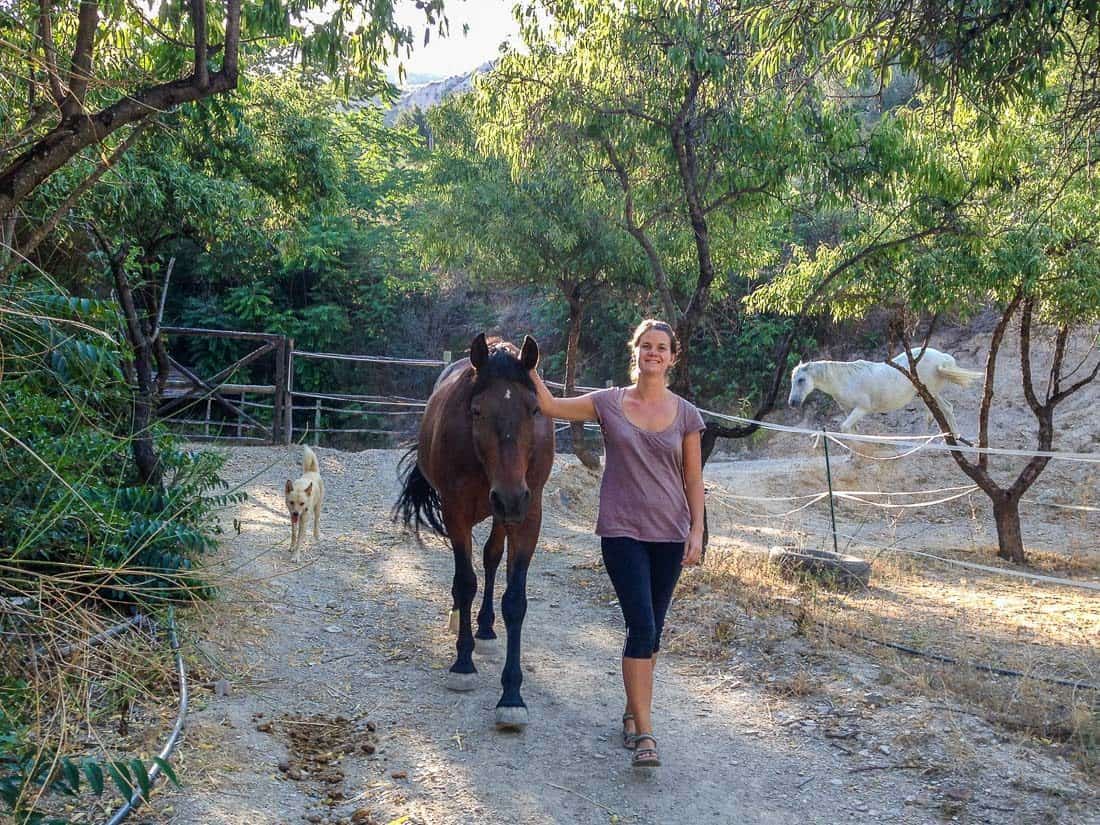 Erin with the horses and dogs going on an evening walk