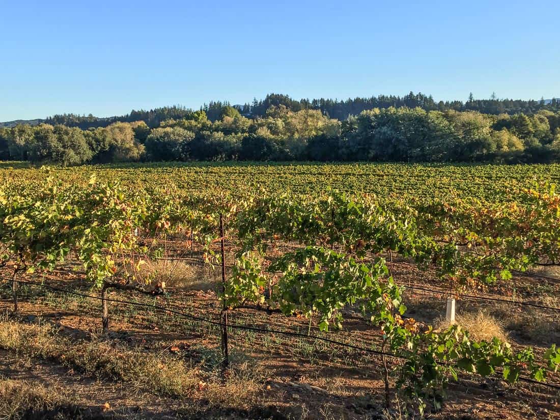 My first half marathon - Run Wine Country Healdsburg Half Marathon