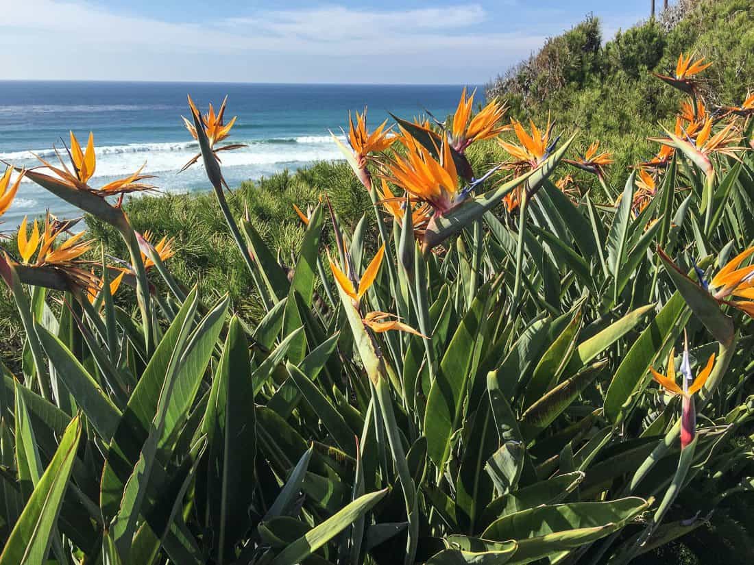 Sel Realization Fellowship meditation gardens