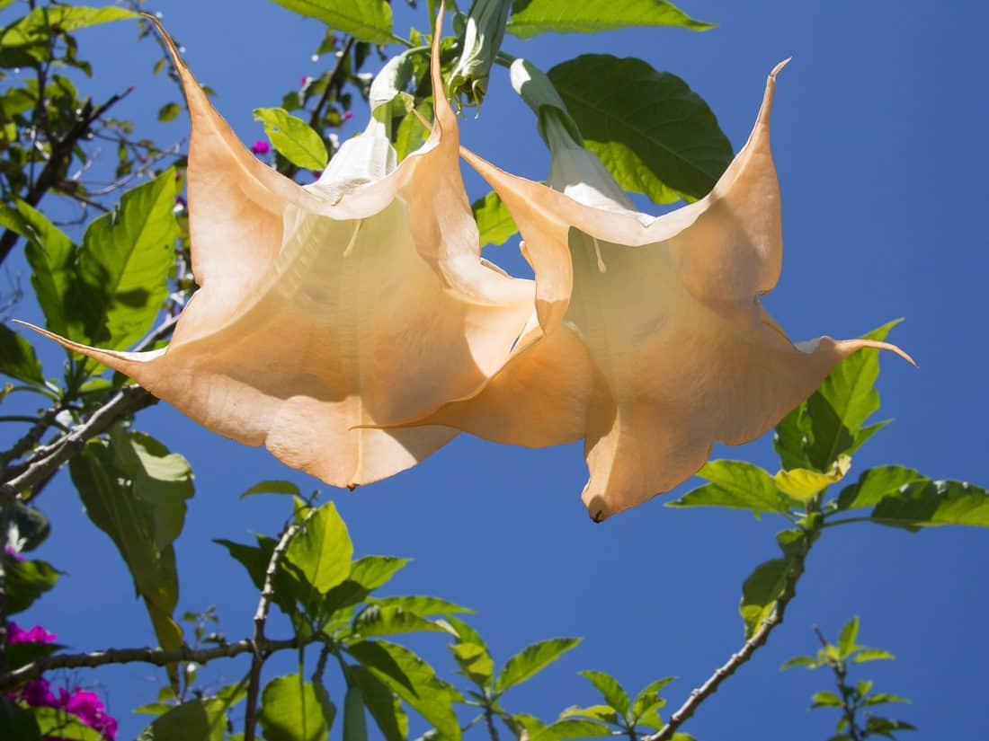 Angel's trumpets, Pasajcap, San Marcos, Atitlan