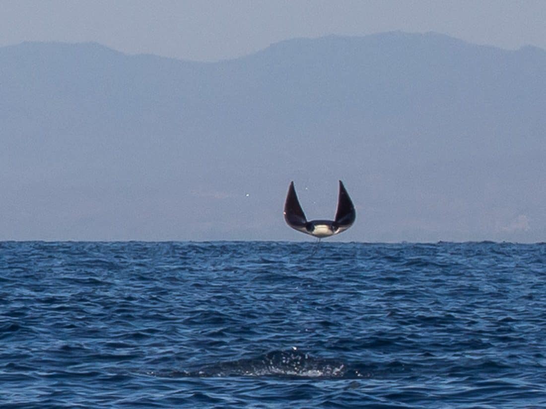 Jumping manta ray, Puerto Escondido
