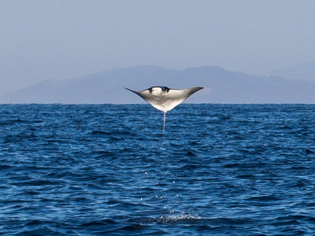 Manta ray jumping out of the sea, Puerto Escondido, Mexico