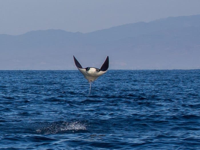 Jumping manta ray in Puerto Escondido, Mexico