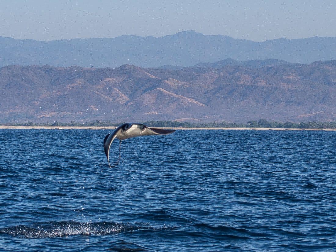 Jumping manta ray, Puerto Escondido