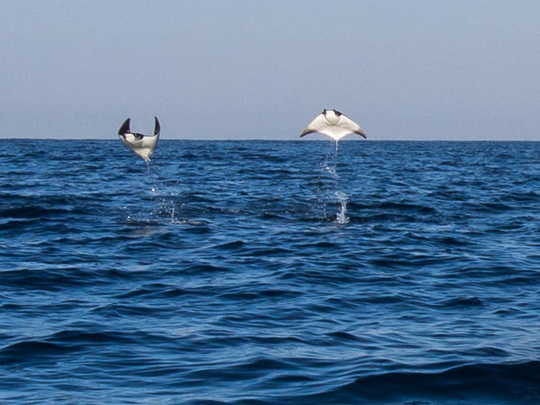 Manta rays jumping out of the sea, Puerto Escondido, Mexico