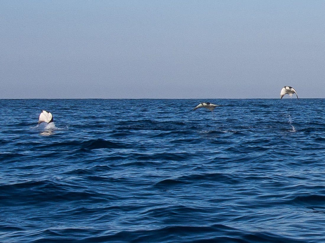 Manta rays jumping out of the sea, Puerto Escondido, Mexico