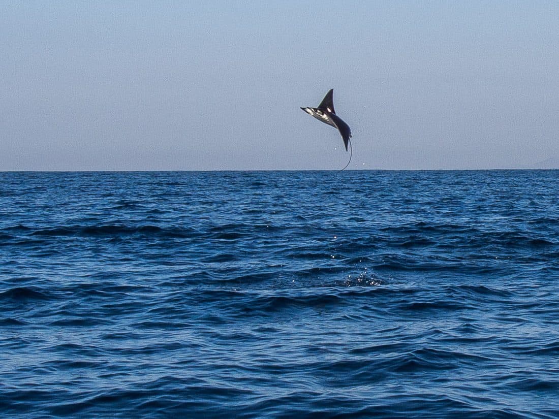 Manta ray jumping out of the sea, Puerto Escondido, Mexico