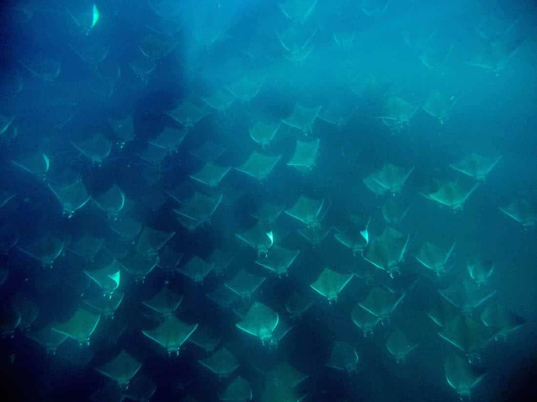 School of manta ray, Puerto Escondido, Mexico