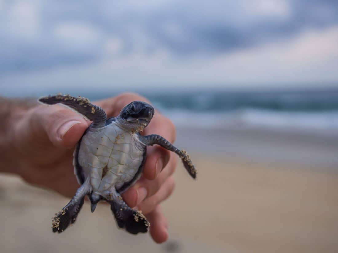 Releasing a baby turtle in Puerto Escondido