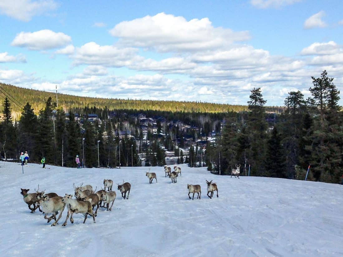 Reindeer on a ski slope in Ruka, Finland