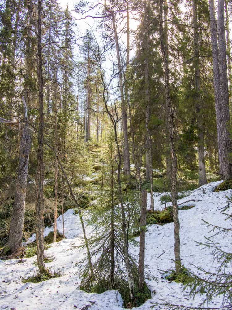 Oulanka National Park, Finland