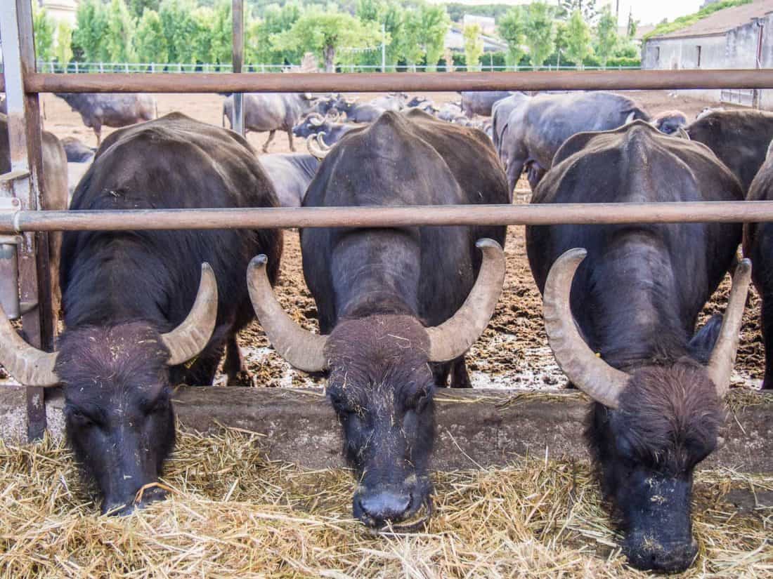 Buffalos on Campania wine and sail review