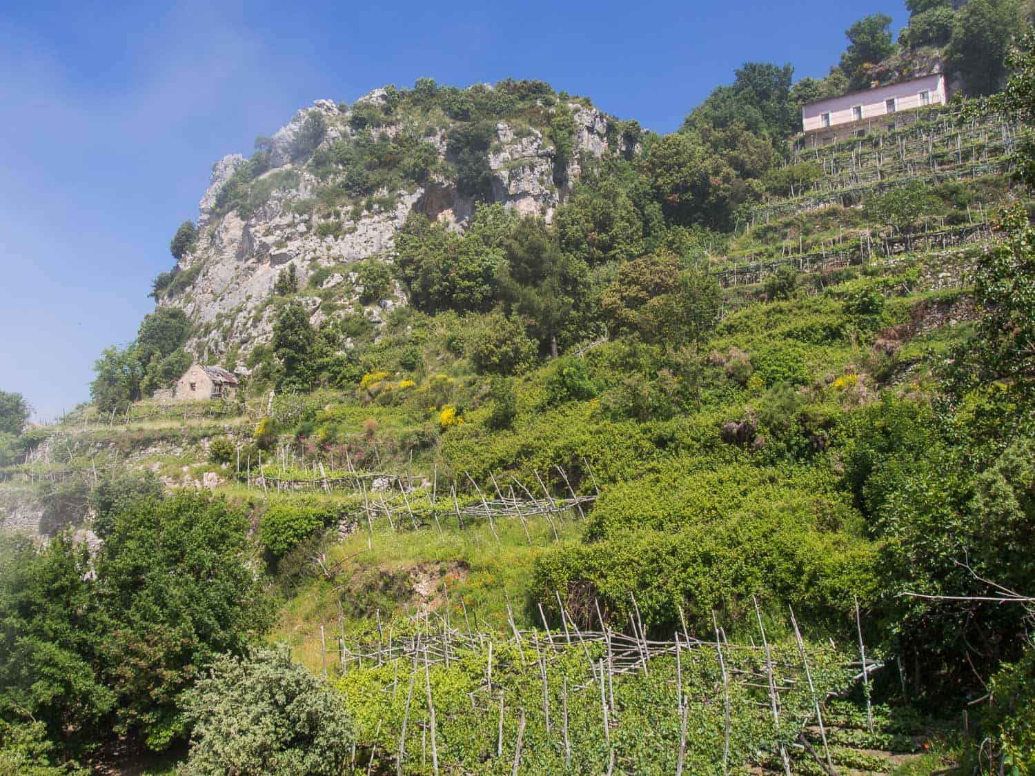 Vine terraces on Path of the Gods hike, Amalfi Coast