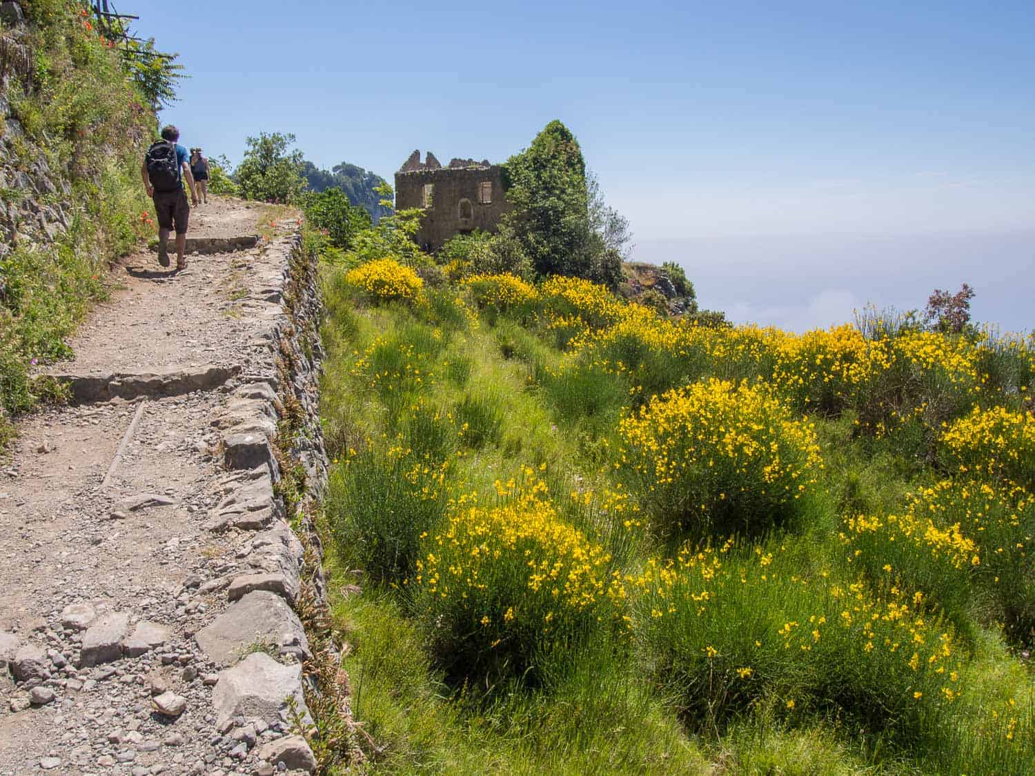 Yellow wildflowers alomg the Path of the Gods hike, Amalfi Coast, Italy