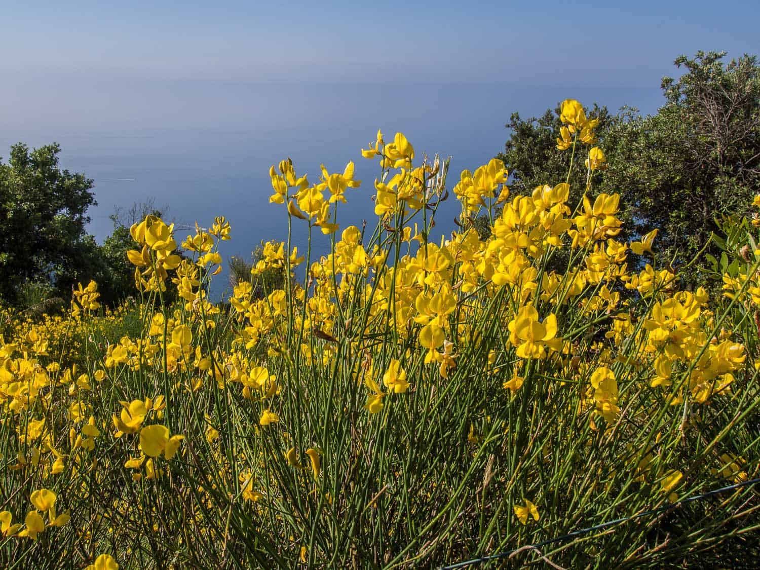 Yello wildflowers on the Path of the Gods hike