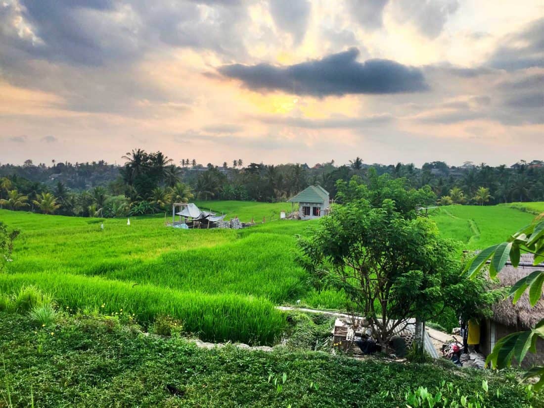 Ubud digital nomad life - Rice paddy view from Sari Organik