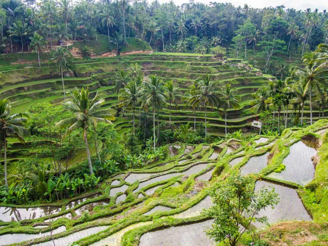 Tegallalang rice terraces just outside Ubud