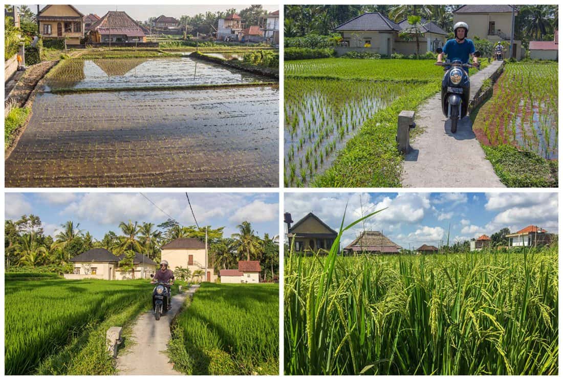 Ubud rice field life cycle
