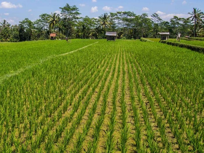 Rice fields Bali