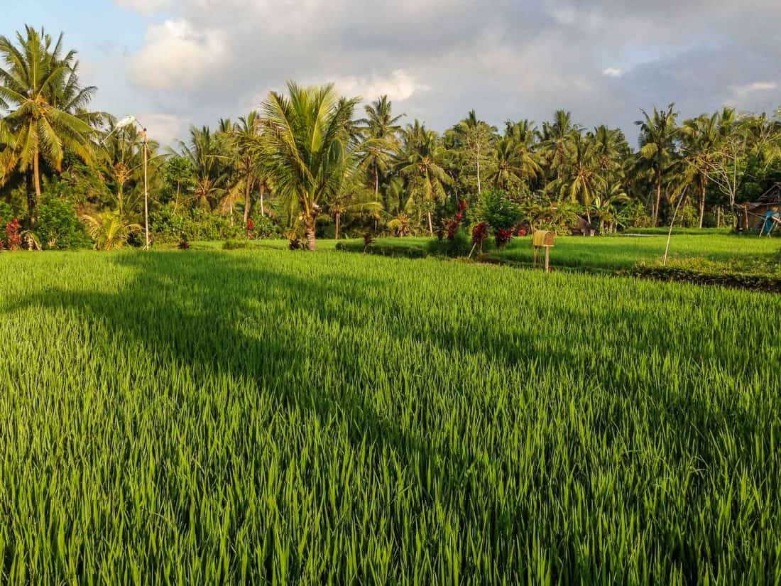 View on a run in Ubud. Bali