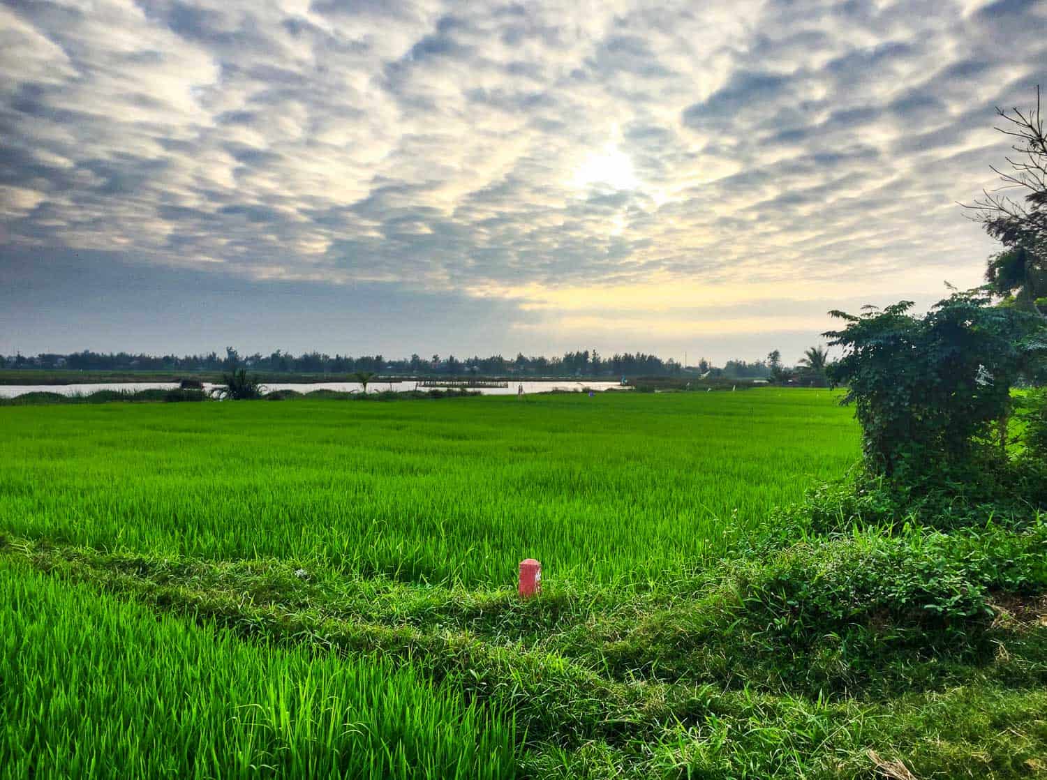 Rice fields near our house in Hoi An