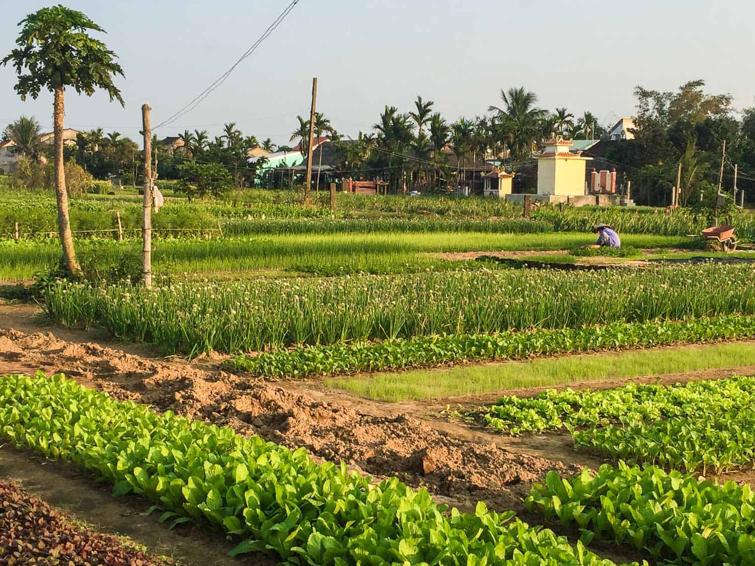 Tra Que vegetable gardens Hoi An