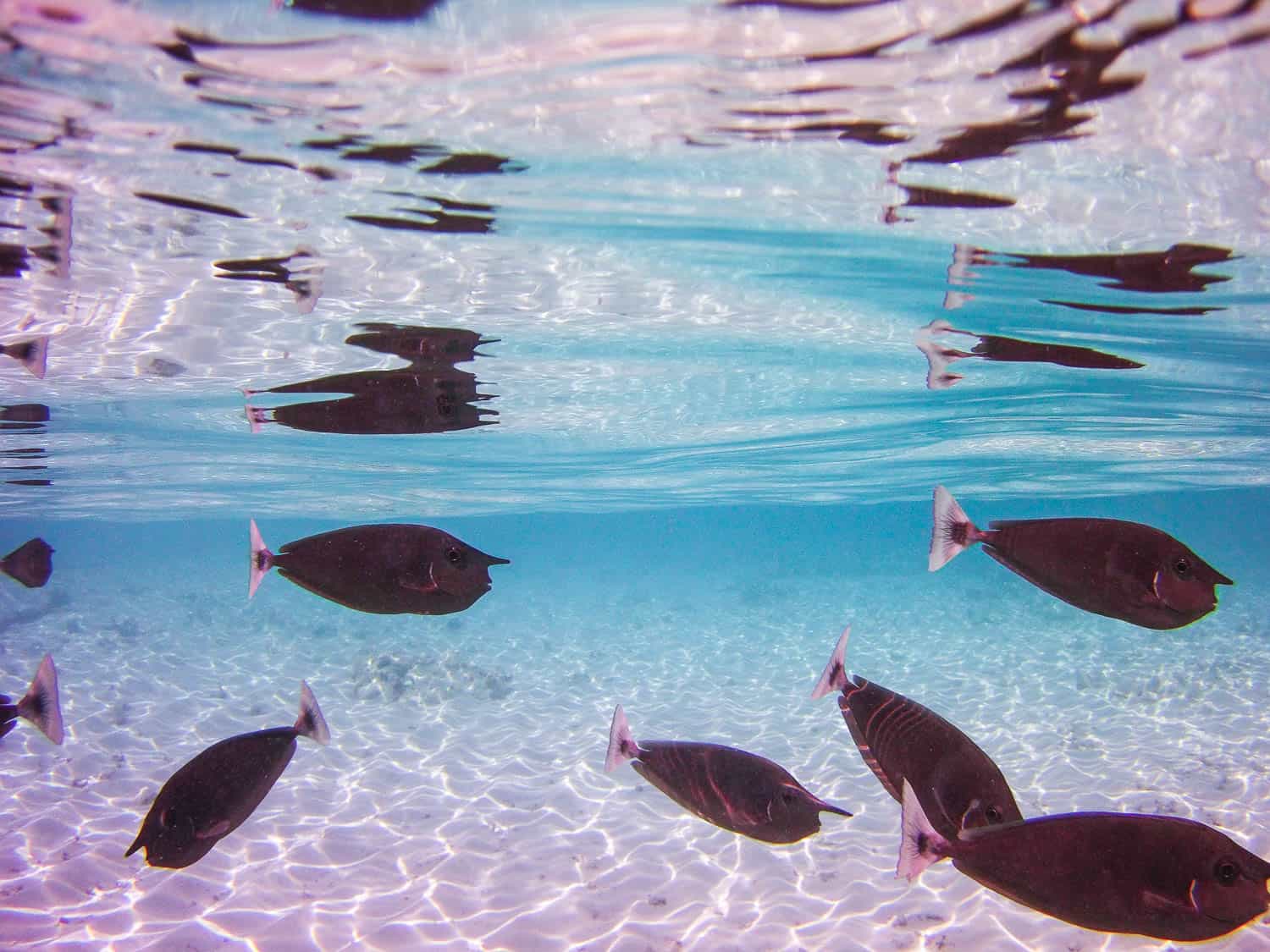 Fish outside water villa at Reethi Beach Resort, Maldives