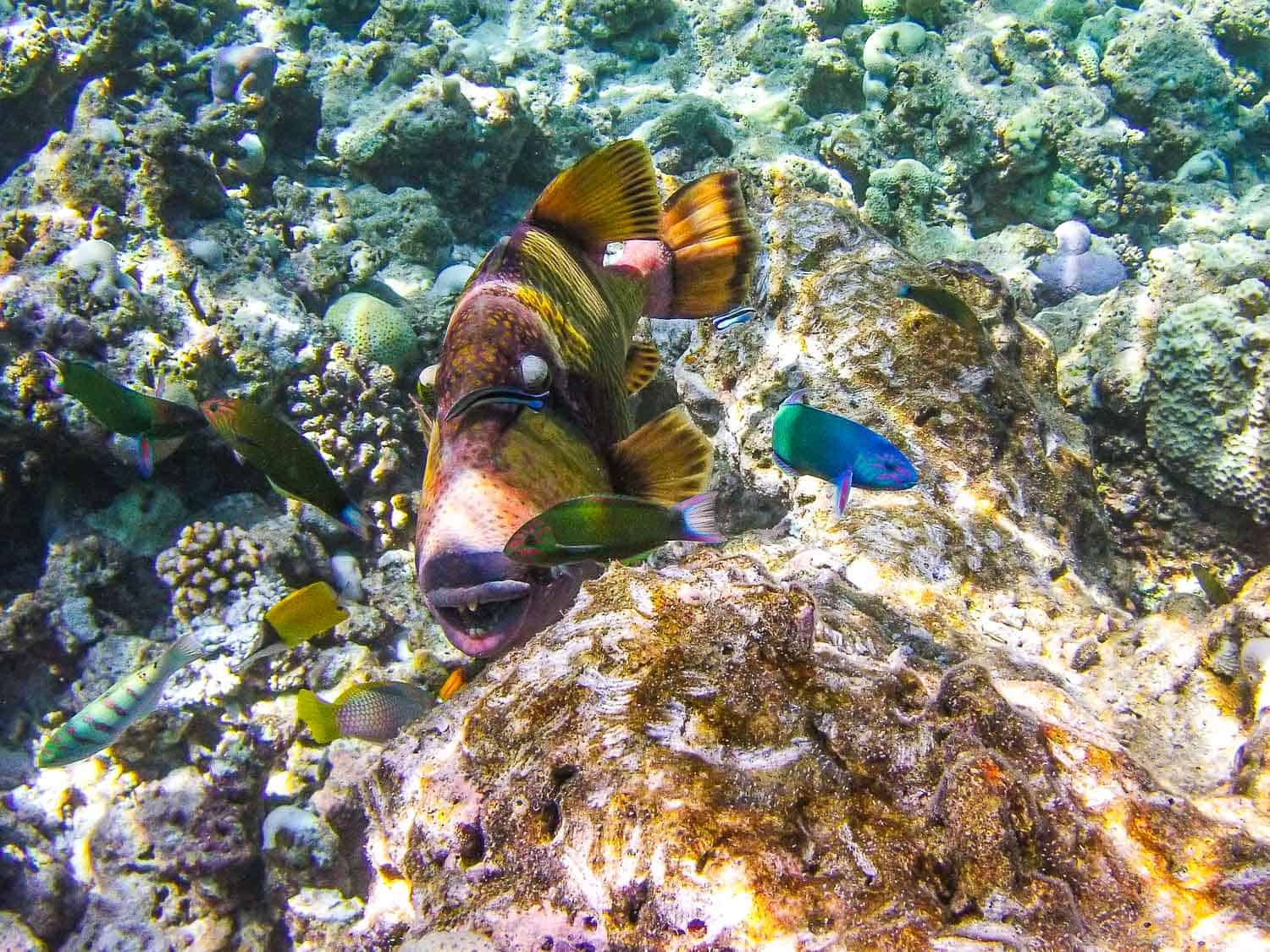 Reethi Beach Resort snorkelling in the Maldives -Titan Triggerfish