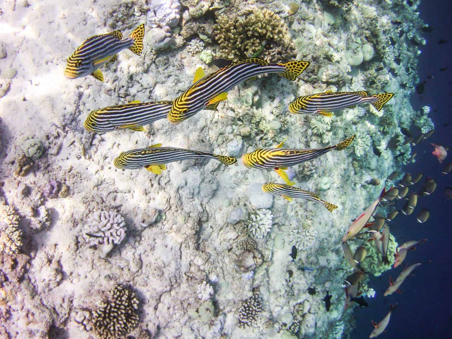 And plenty of oriental sweetlips