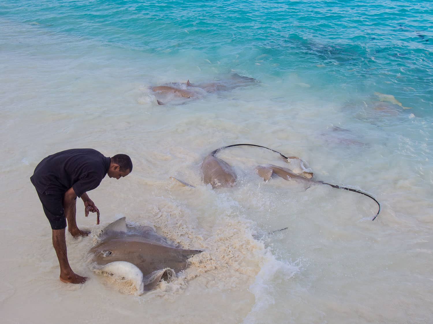 Fish feeding at Reethi Beach Resort