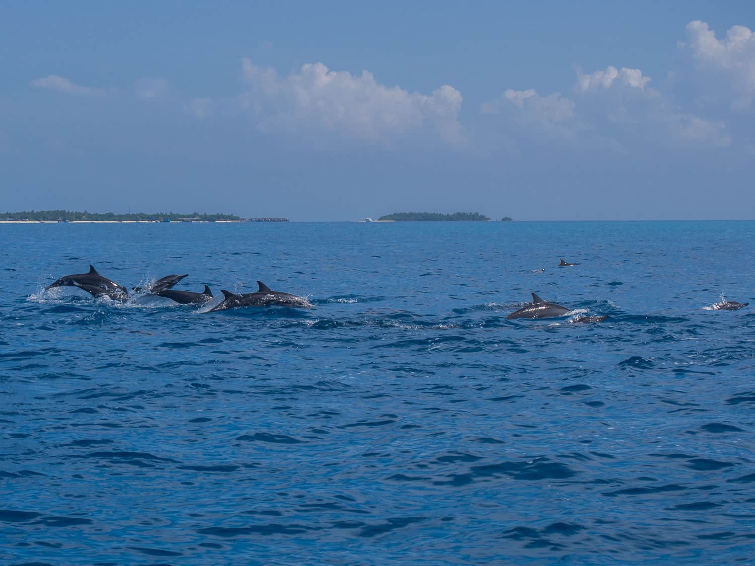 Dolphin safari at Reethi Beach Resort