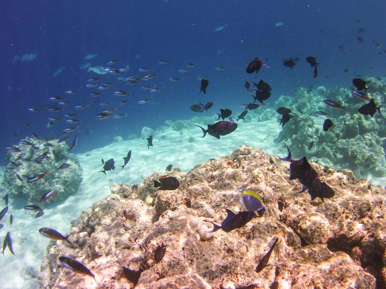 Reethi Beach Resort snorkelling in the Maldives