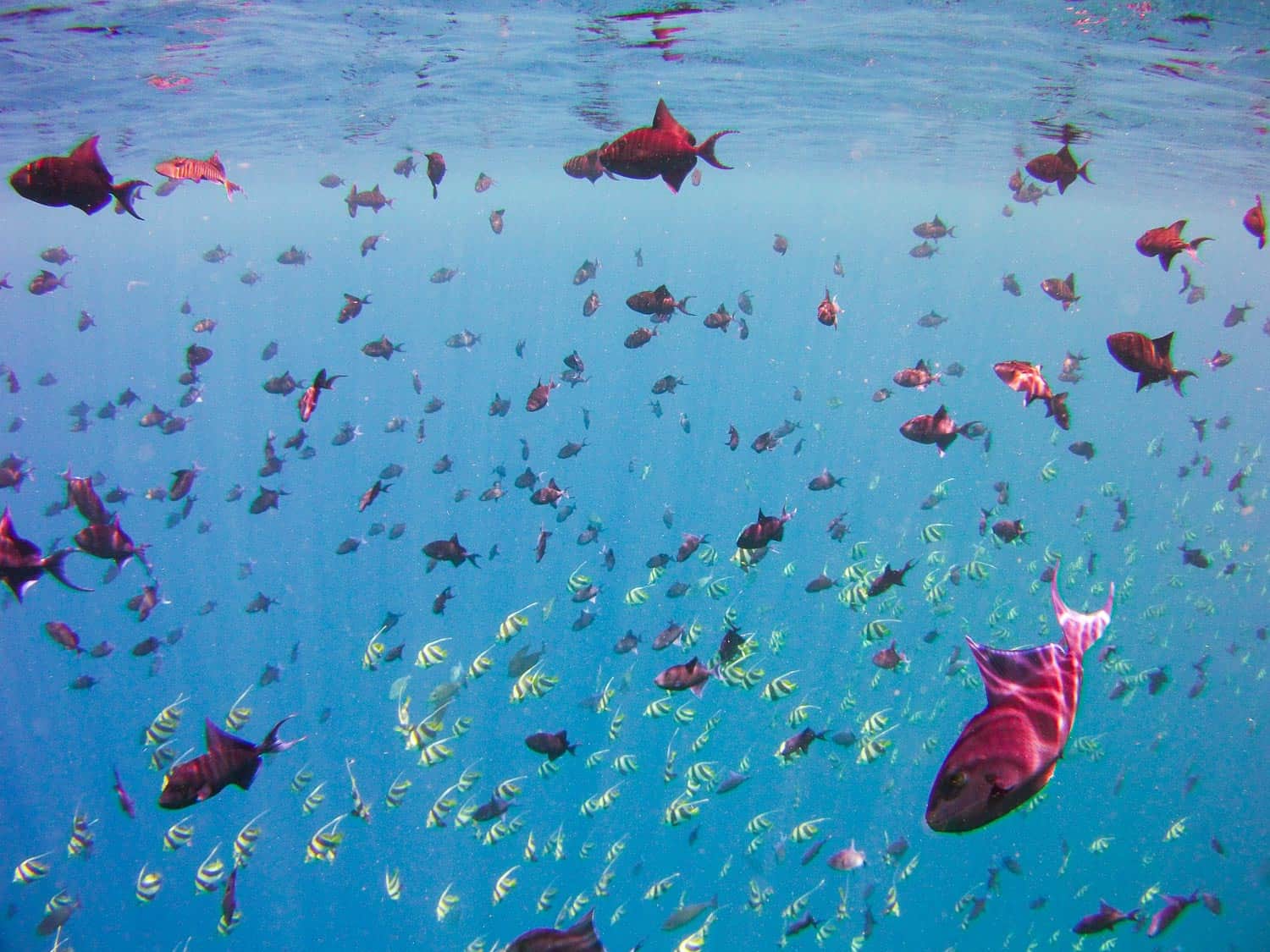 Reethi Beach Resort snorkelling in the Maldives