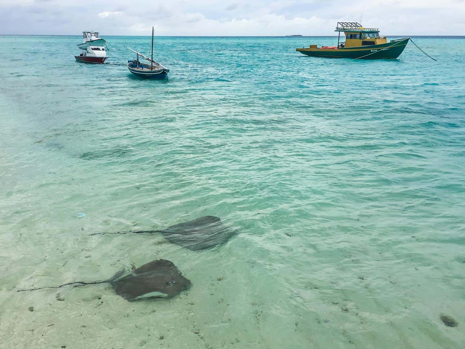 Watching stingrays off the jetty on Fulidhoo island, Maldives