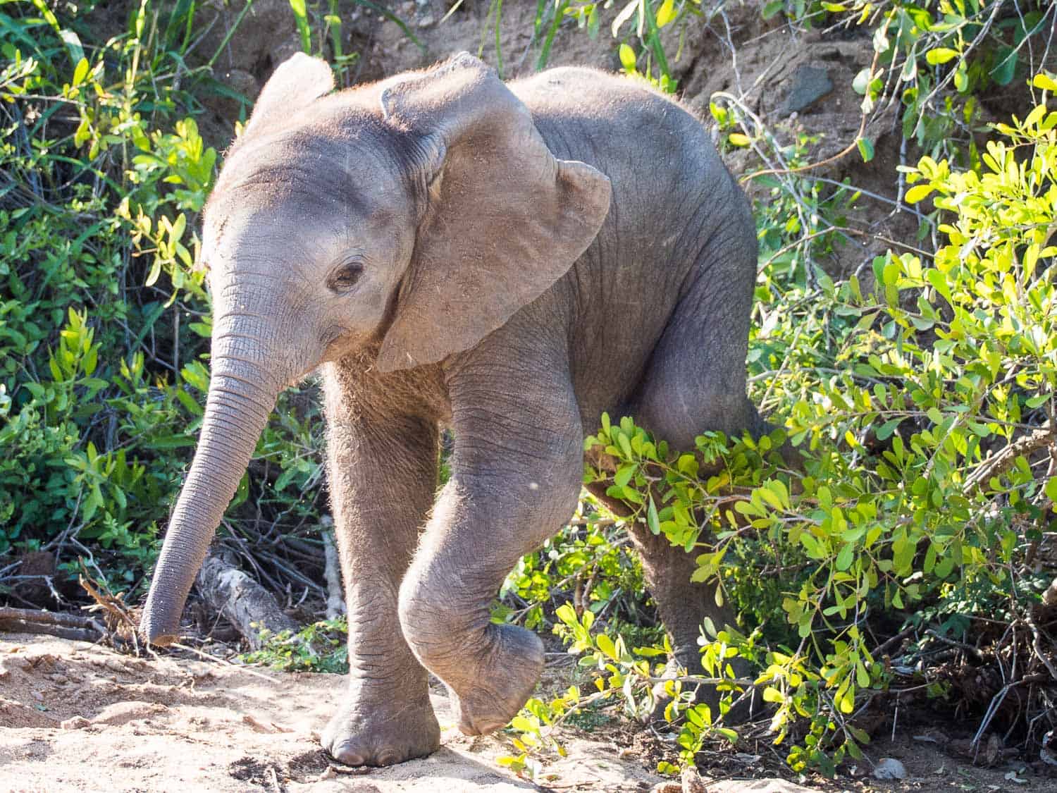 Baby elephant in Timbavati Reserve on safari with Umlani Bush Camp