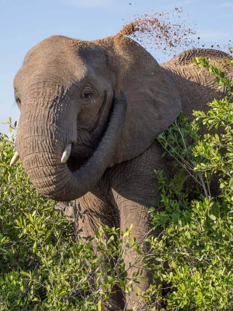 Elephant having a dirt shower in Timbavati reserve