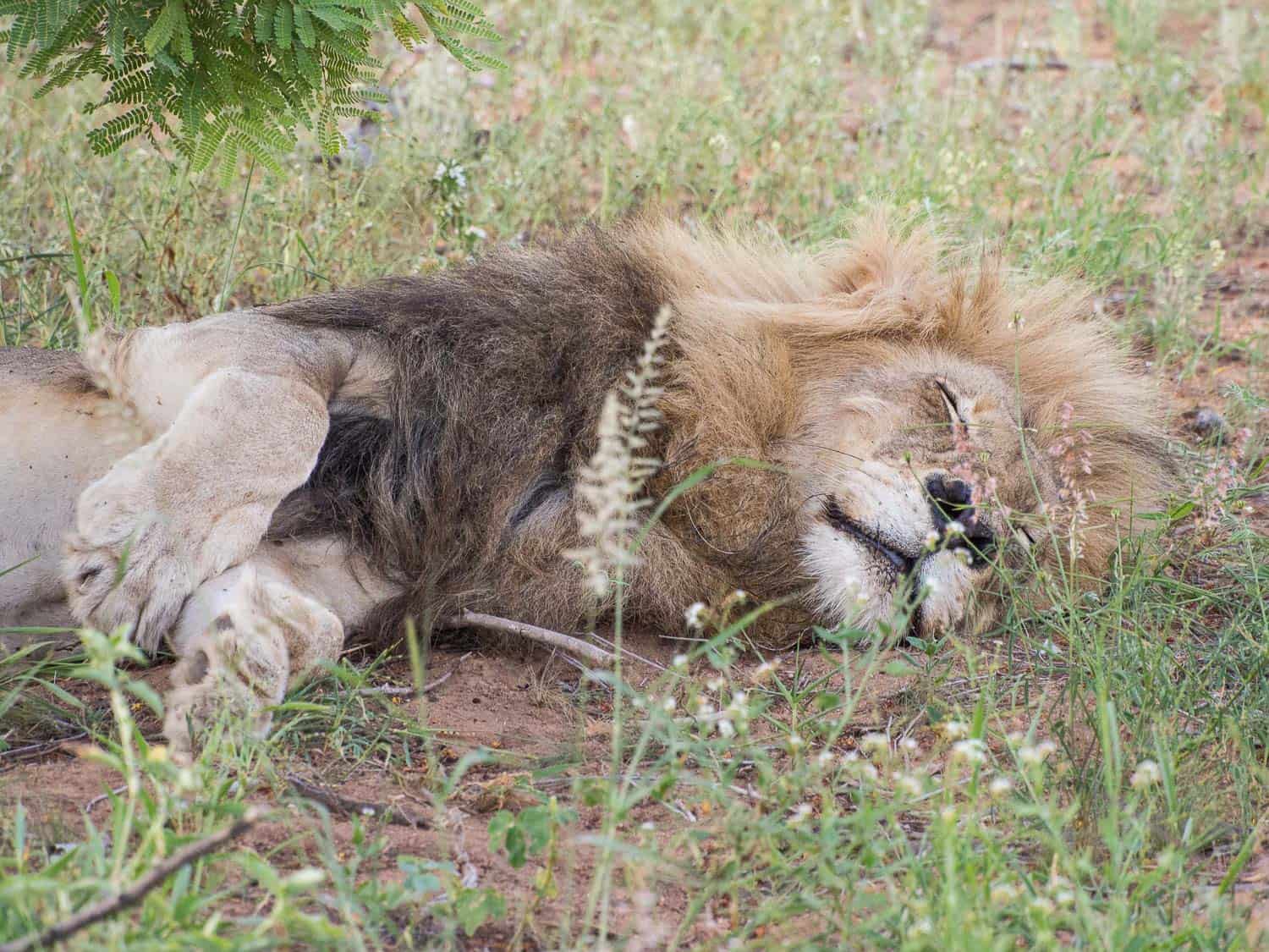 Klaserie Sands River Camp safari: seeing a lion up close