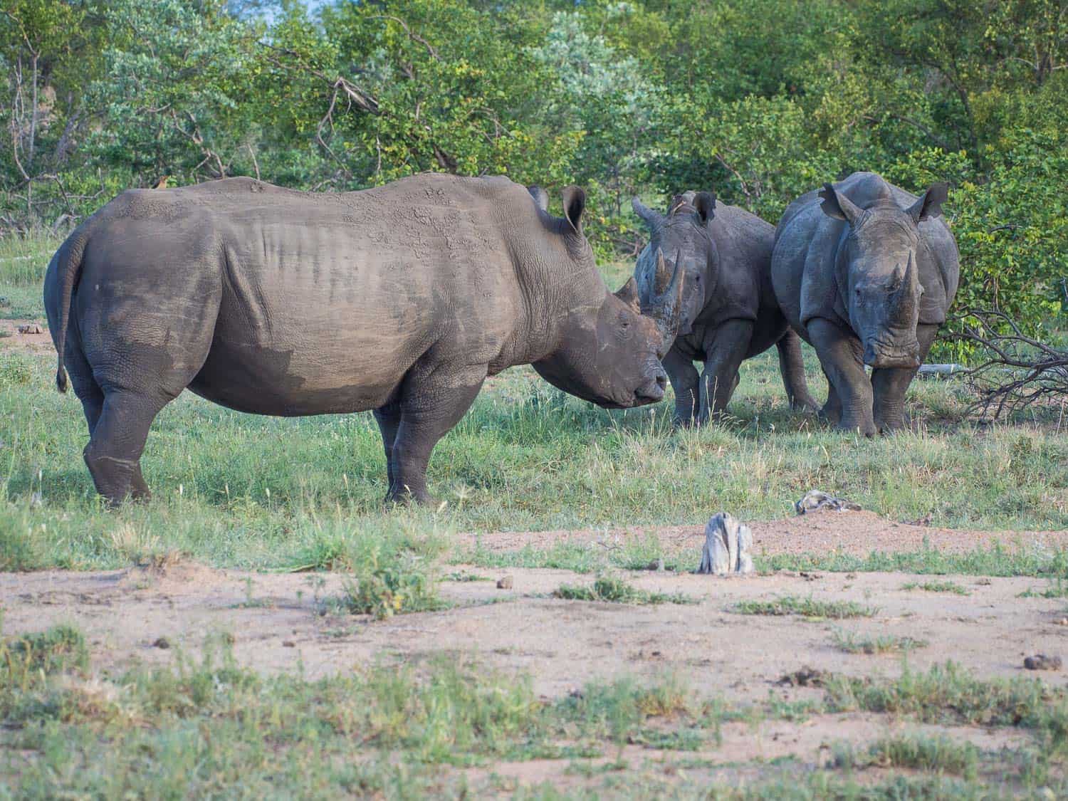 Male trying to push out a calf at Klaserie Sands