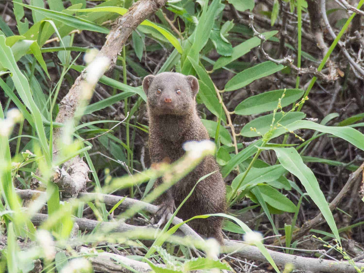 Mongoose on safari at Klaserie Sands River Camp, South Africa