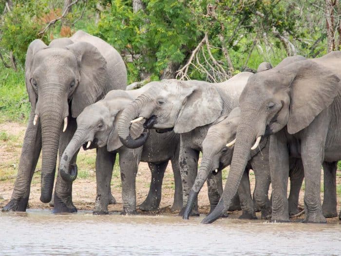 Klaserie Sands River Camp safari highlights - drinking elephants