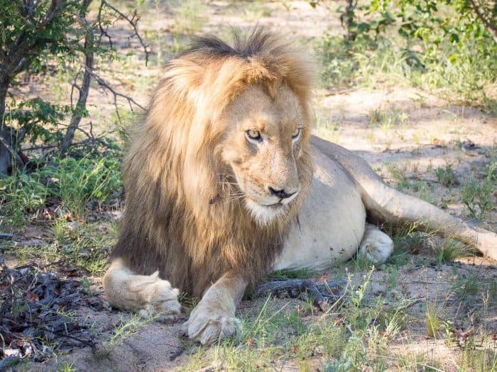 Lion on safari at Klaserie Sands River Camp