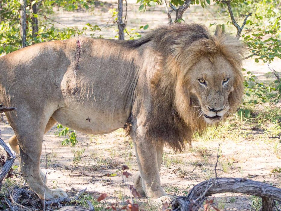 Klaserie Sands River Camp safari: seeing a lion up close