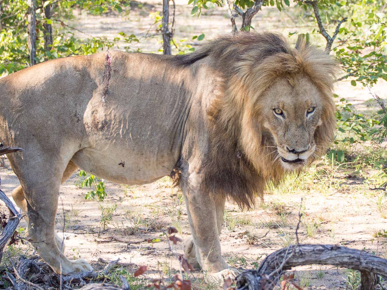 Klaserie Sands River Camp safari: seeing a lion up close