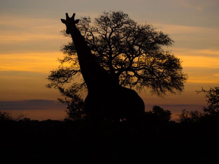 Giraffe silhouette at sunset on safari at Klaserie Sands River Camp, South Africa