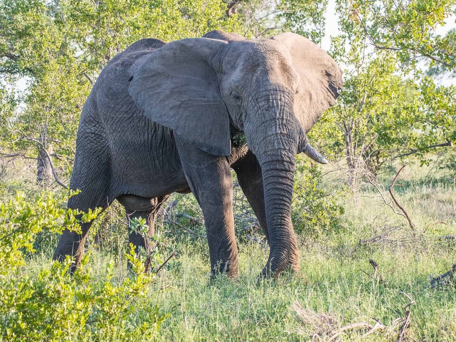 Elephant at Klaserie Sands