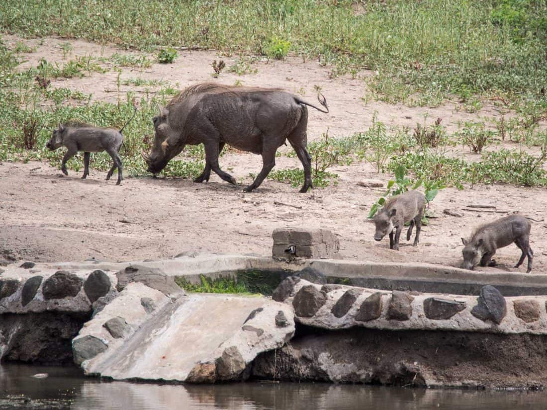 Warthogs at Klaserie Sands River Camp, South Africa