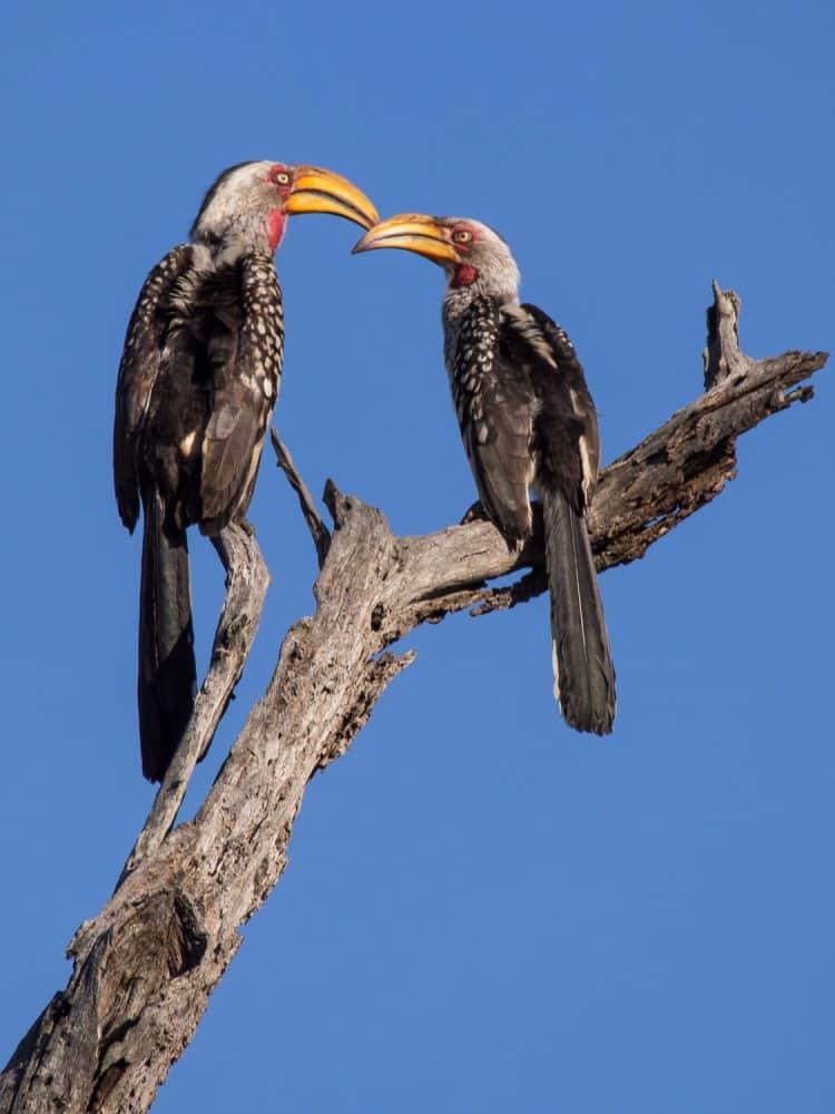 Yellow-billed hornbills at Umlani Bushcamp