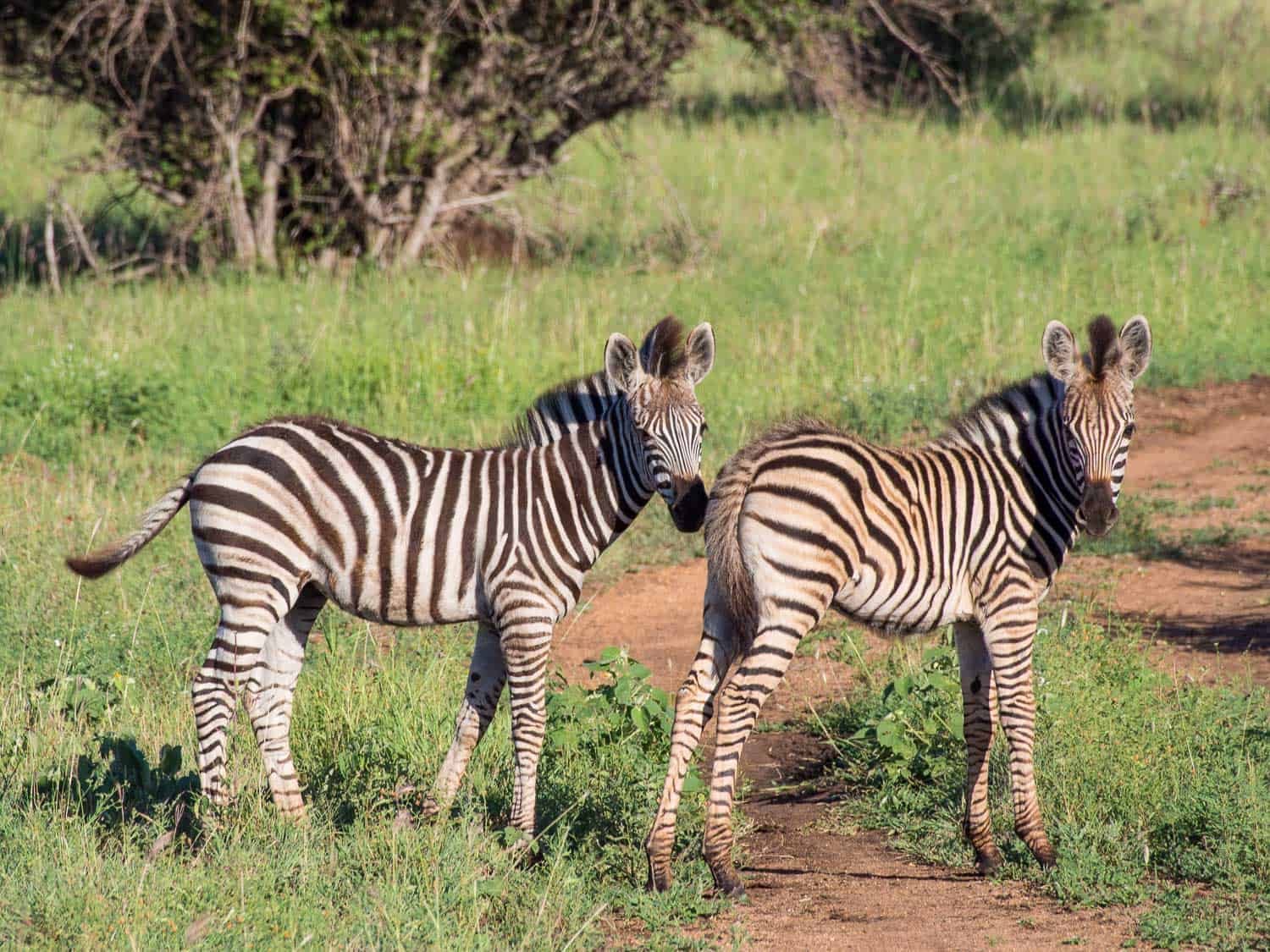 Baby zebra on safari at Umlani Bushcamp 