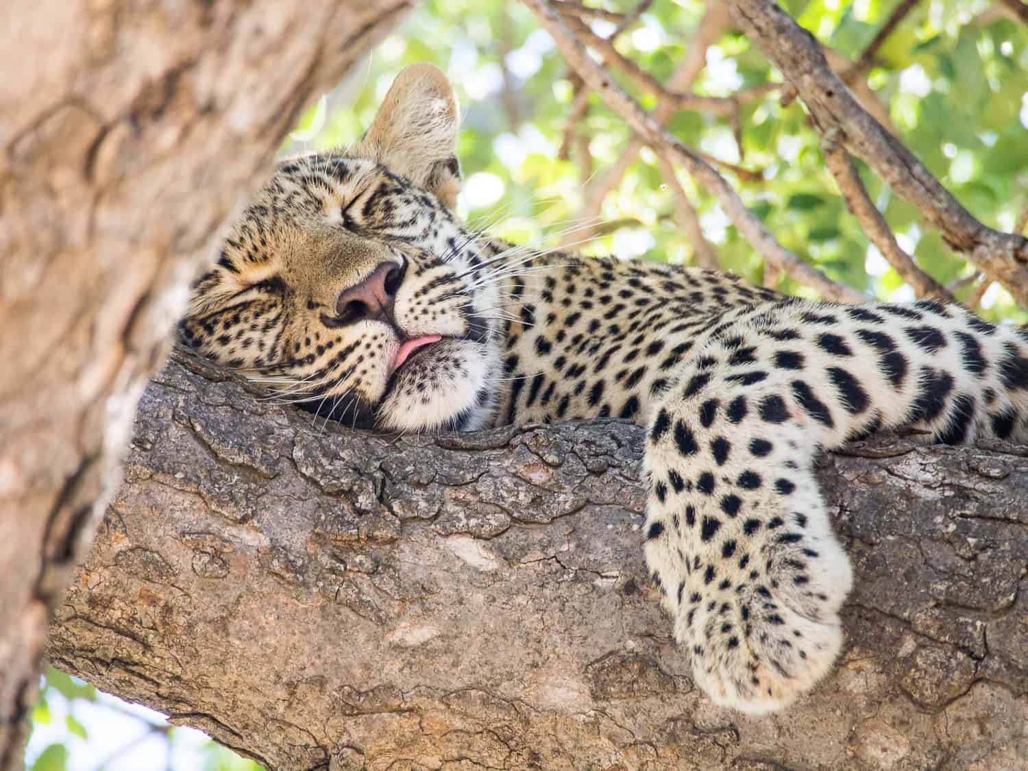 Leopard on safari at Umlani Bushcamp 