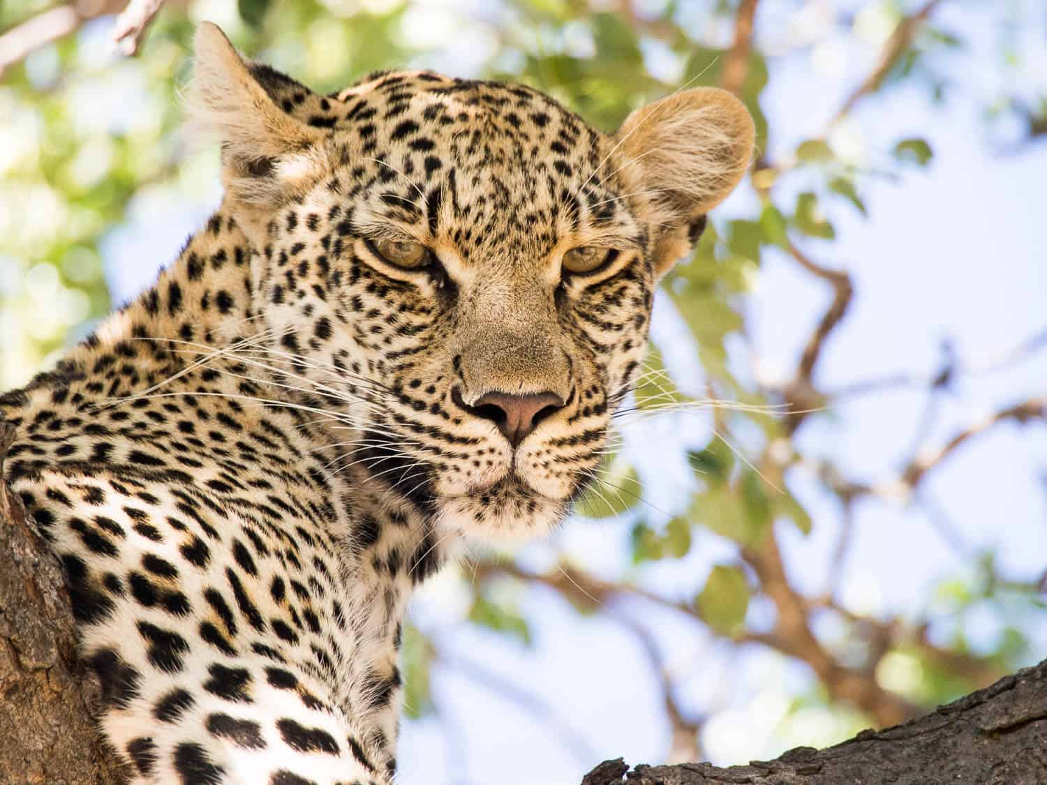 Umlani bushcamp review: leopard in a tree on a game drive